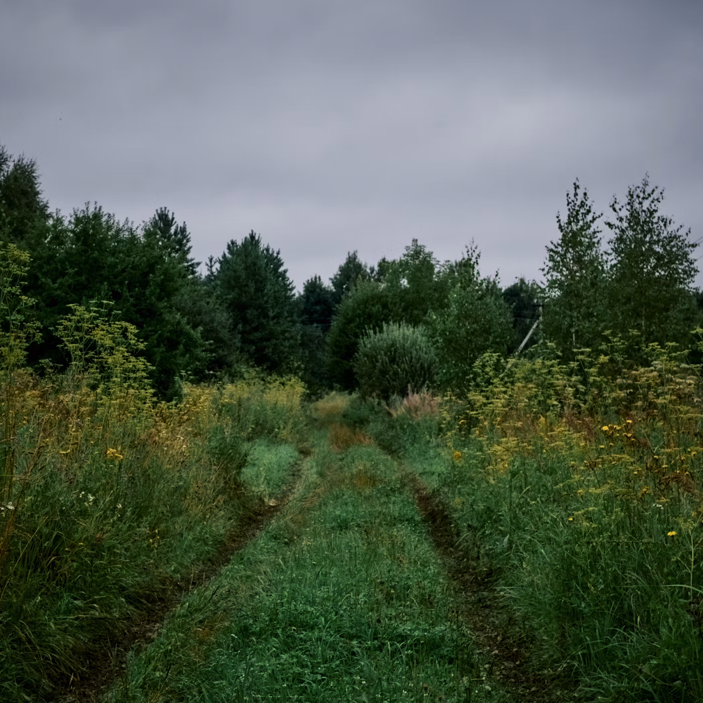 A path leading into Willow Lily estate